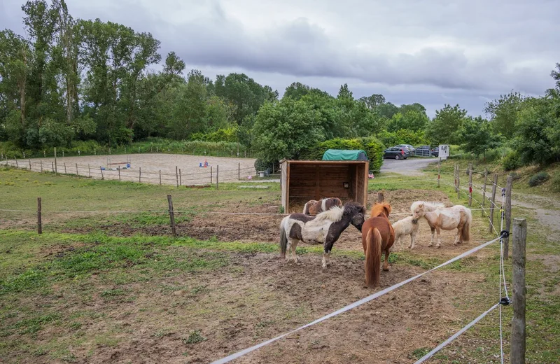 LES PONEYS DU FRESQUEL