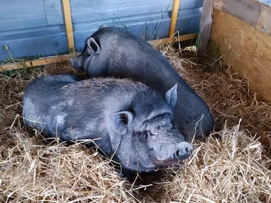 VISITE ET CHASSE AUX BONBONS À LA FERME PÉDAGOGIQUE COCOTTE ET TONTON