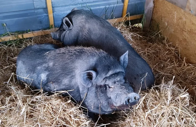 VISITE ET CHASSE AUX BONBONS À LA FERME PÉDAGOGIQUE COCOTTE ET TONTON