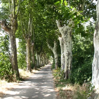 Le Chemin Vert de Puichéric à Caunes-Minervois