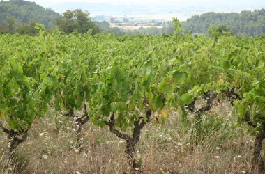 Les capitelles – Chemin de Rancoule