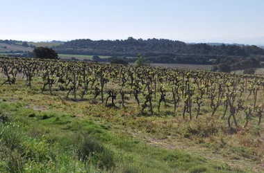 P-Boucle de Villeneuve-Minervois (4)