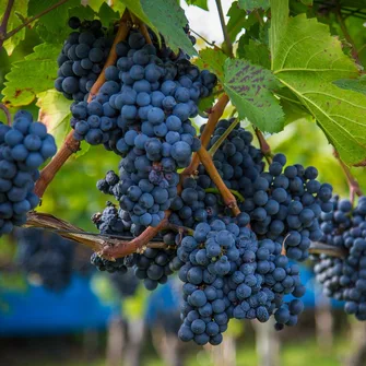 FÊTE DES VENDANGES – DIUS A VOL