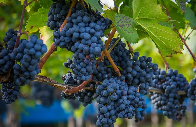 FÊTE DES VENDANGES – DIUS A VOL