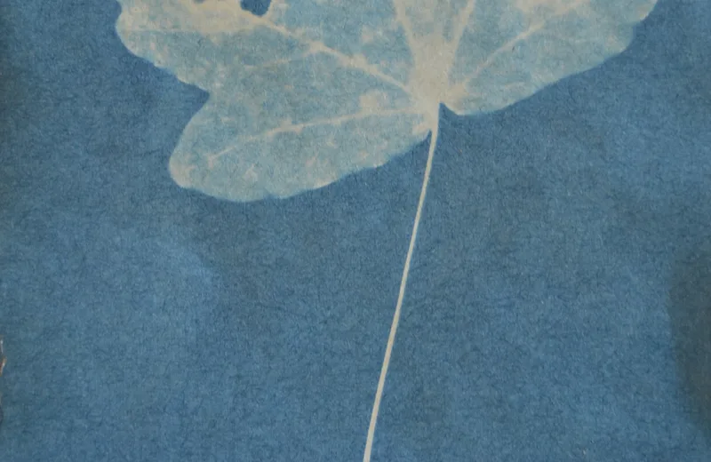 Eva Aurich, 'Aveze', 2016, cyanotype sur papier_2