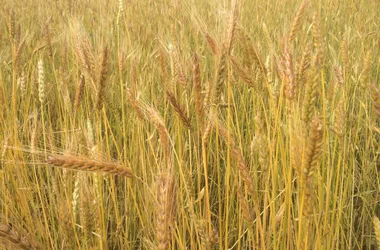 blés variétés anciennes population Les Herbes Folles 2021_20