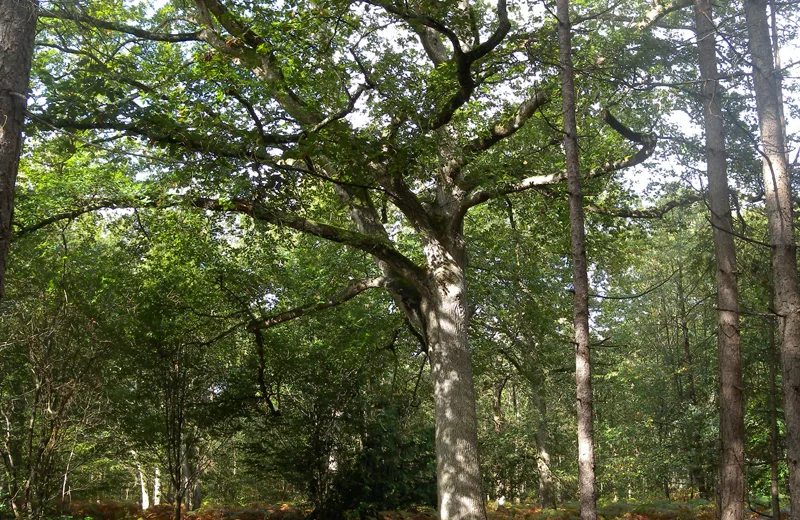 Bosque nacional de Châtellerault