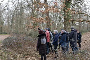 Initiation aux chants d’oiseaux forestiers