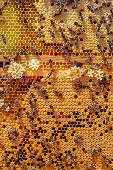 Mille et une abeille : c'est vous l'abeille !_1