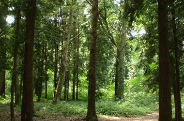 Forêt domaniale de Châtellerault