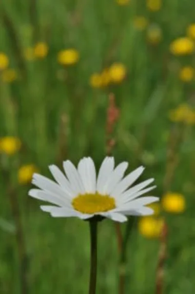 Plantes comestibles et médicinales du Pinail et ses abords