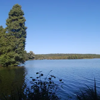 A  Soustons, circuit à la découverte de la forêt – Petite boucle