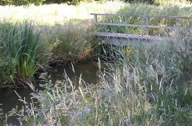 Sortie nature accompagnée autour de l’étang