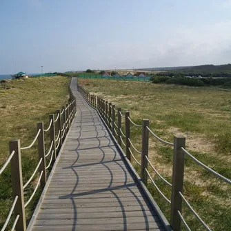 Découverte de la flore des dunes de Labenne