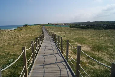 Découverte de la flore des dunes de Labenne