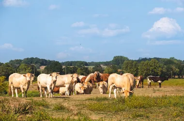 Barthes de l’Adour