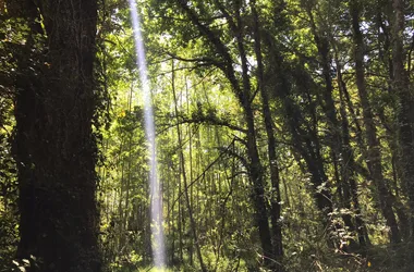 Bain de forêt