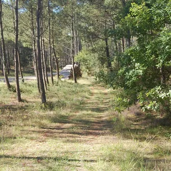 A  Soustons, circuit à la découverte de la forêt – Petite boucle