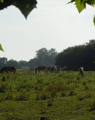 Ecole d’équitation du Menusé St Jean de Marsacq