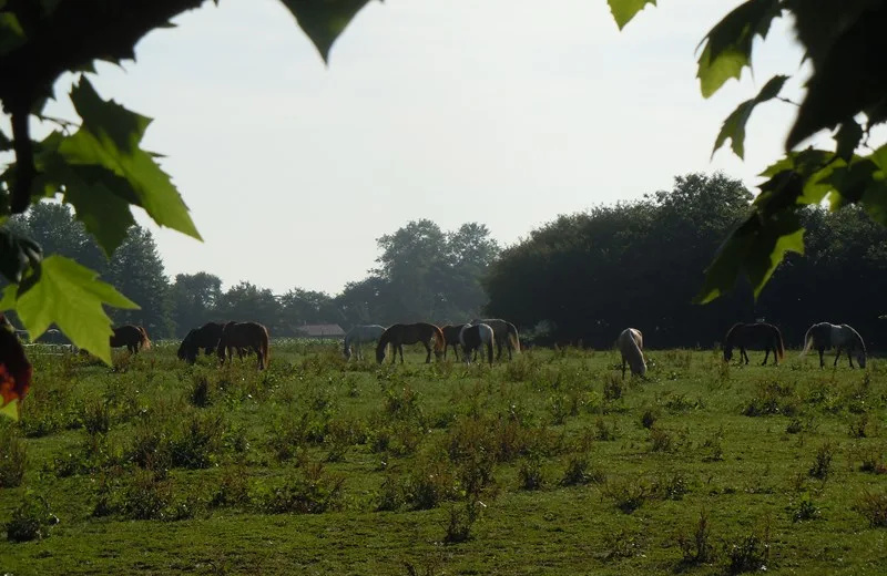 Ecole d’équitation du Menusé St Jean de Marsacq