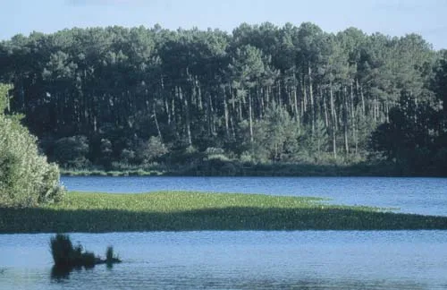 Pêche sur les étangs de Moliets et de La Prade