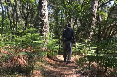 Bain de forêt