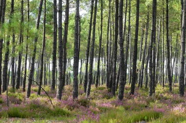 A Capbreton, parcours pédagogique du Tuc