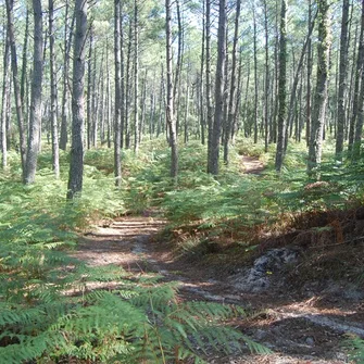 A  Soustons, circuit à la découverte de la forêt – Petite boucle