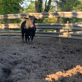 Semaine landaise /Aventur’à la plage: vaches sous les bois