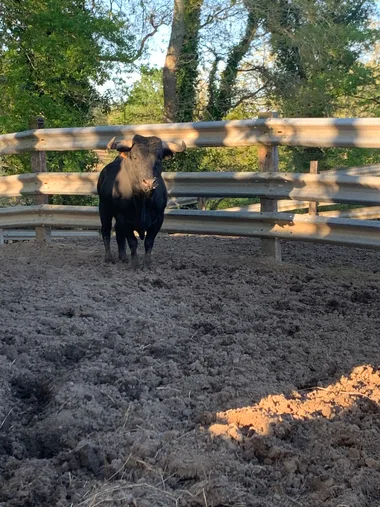 Semaine landaise /Aventur’à la plage: vaches sous les bois