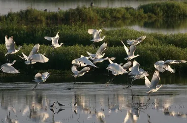 Réserve Naturelle du Marais d’Orx