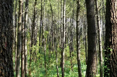 A Capbreton, parcours pédagogique du Tuc