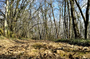 Balade de la biodiversité : Boucle de la Boissonnie n° 25 / Fleurac