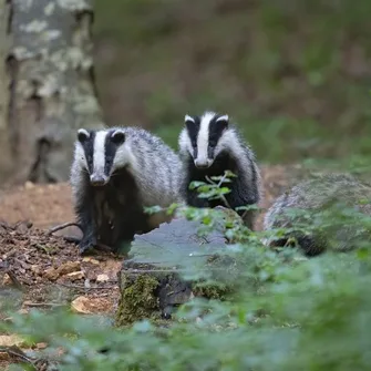 Semaine du climat – Balade animée en forêt