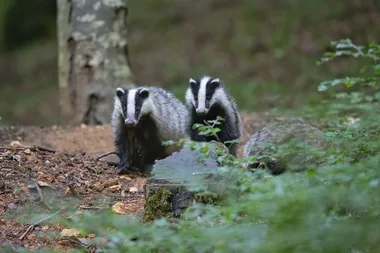 Semaine du climat – Balade animée en forêt