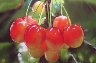8-cherries