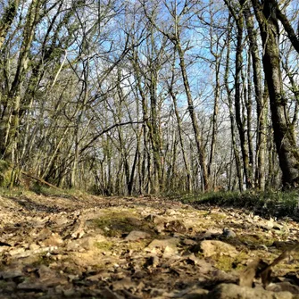 Balade de la biodiversité : Boucle de la Boissonnie n° 25 / Fleurac