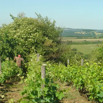 Boucle des Balcons du Sud n° 20 / Les Farges