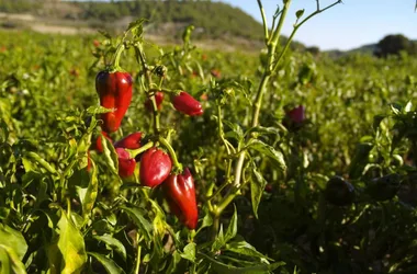 Savoir-faire au rendez-vous : Piments et moutardes du Périgord