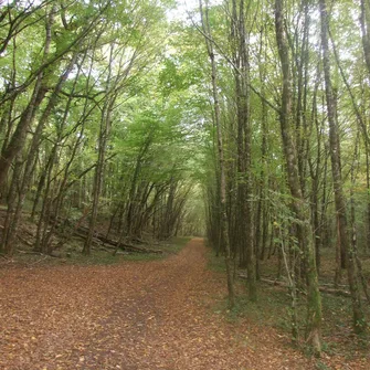 Boucle Bois et Prés n° 24 / Coly Saint-Amand