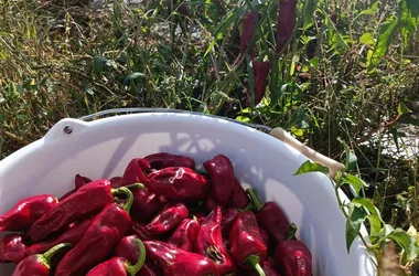 Piments et Moutarde du Périgord