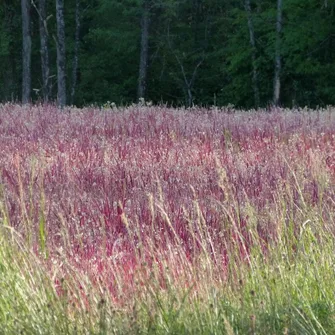 Boucle des Etangs de Coulonge n° 18 / Montignac-Lascaux