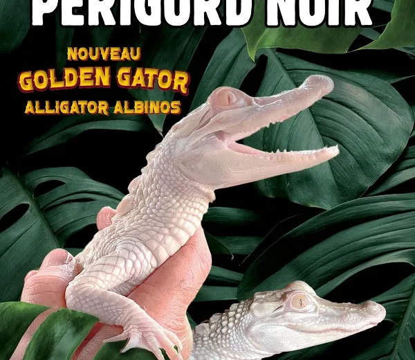 Aquarium- albino alligators