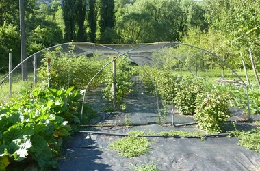 Garden and orchard