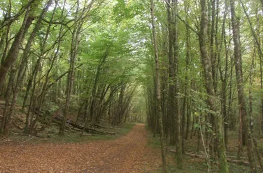 Boucle Bois et Prés n° 24 / Coly Saint-Amand