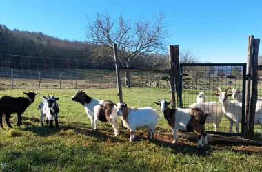 Montignac_The Farm of Little Ears_extra-dwarf goats_January
