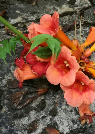 RDV bien-être : plantes médicinales