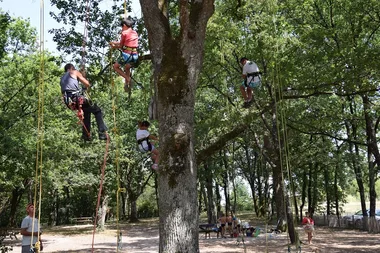 grimpe arbres