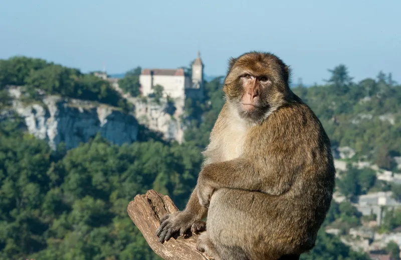 rocamadour monkey©the monkey forest_1