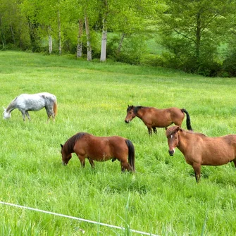 Voie verte Les Eyzies/Saint-Chamassy